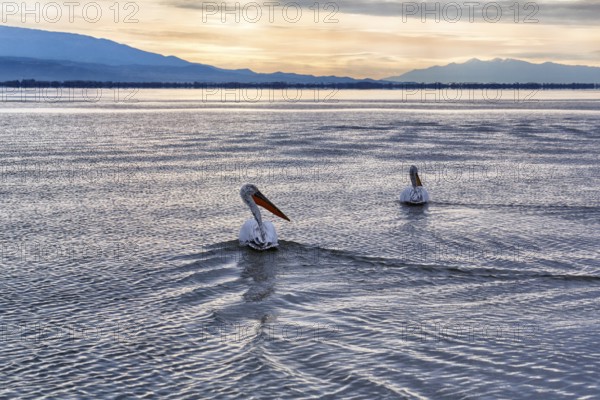 Two Dalmatian pelicans (Pelecanus crispus) swimming in Lake Kerkini, Lake Kerkini, sunrise, Central Macedonia, Greece, Europe