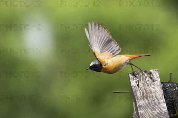 A Common redstart (Phoenicurus phoenicurus), male, taking off from an old wooden fence, Hesse, Germany, Europe