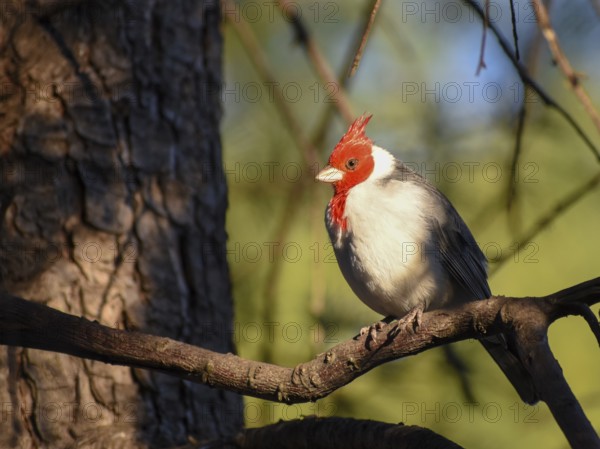Red-crested cardinal (Paroaria coronata) or red-crested cardinal, seen in Buenos Aires, Argentina, South America