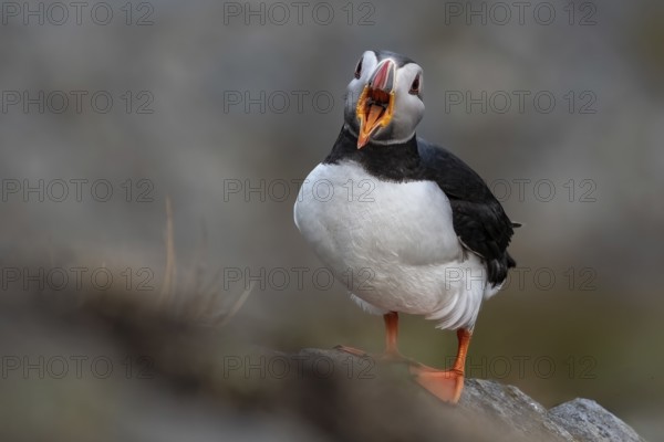 Puffin (Fratercula arctica) with open beak, Norway, Runde Island, Europe