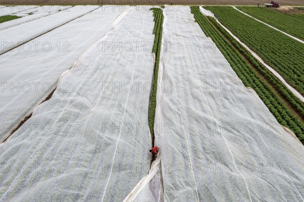 Potato field, fleece cover is removed, the fleece is intended to protect against weather influences, pests, hailstorms in spring and supports growth at low temperatures, here early potatoes, 6 weeks after planting, a good 3 weeks until harvest, North Rhine-Westphalia, Germany, Europe