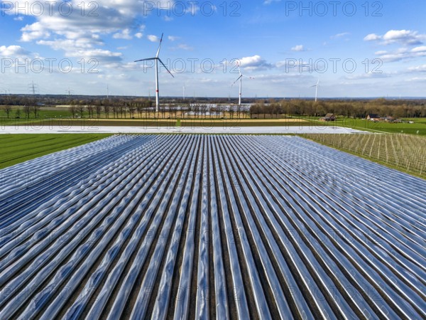 Asparagus fields, asparagus stems under foil, for faster growth, in the background foil greenhouses for strawberries, wind turbines, near Kirchhellen, district of Bottrop, North Rhine-Westphalia, Germany, Europe