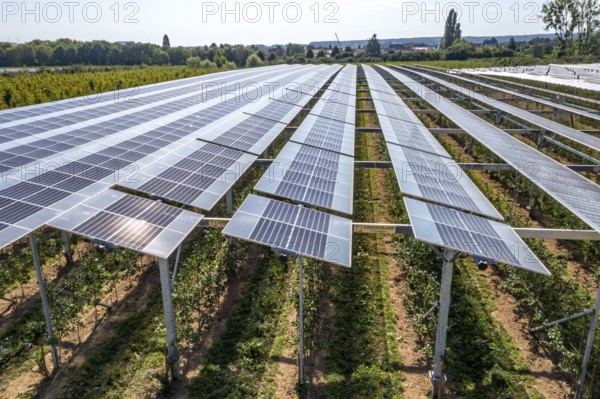 Agri-photovoltaic test plant, an apple orchard with two different systems of PV modules was roofed over 3000 square metres, rain and sunlight comes through, at the same time protection against hail and heavy rain, next to it are the same trees but without a solar roof, as a comparison object, how the PV roof affects the trees and harvest, the field test is accompanied by the Fraunhofer Institute for Solar Energy Systems ISE, in Grafschaft-Gelsdorf, Rhineland-Palatinate, Germany, Europe