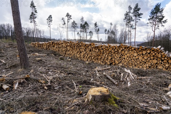 Cleared forest in the Arnsberg Forest near Warstein-Sichtigvor, Soest district, wood pile, site of a spruce forest that had died due to heavy bark beetle infestation and was felled, North Rhine-Westphalia, Germany, Europe