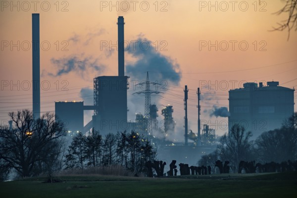 Pruned pollarded willows on the Rhine meadows in Duisburg-Friemersheim, coking plant, Hüttenwerke Krupp Mannesmann, HKM, Rhine, Duisburg, Germany, Europe