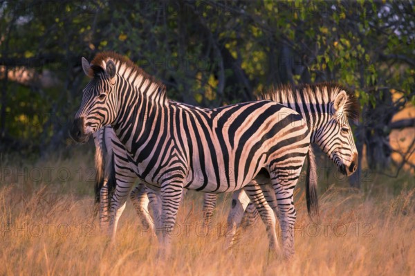 Africa, Botswana, plains zebra, Equus quappa, Botswana, Africa