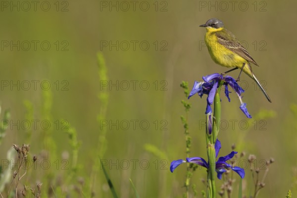 Yellow wagtail, (Motacilla f. flava), Tiszaalp-r, Kiskuns-gi National Park, B-cs-Kiskun, Hungary, Europe