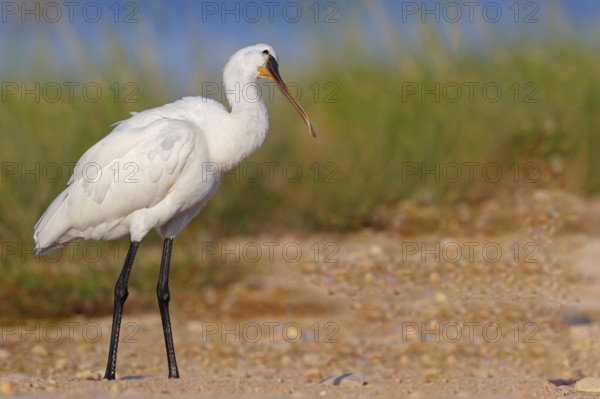 Spoonbill, (Platalea leucorodia), Floating Hide fixed, Tiszaalpár, Kiskunsági National Park, Bács-Kiskun, Hungary, Europe
