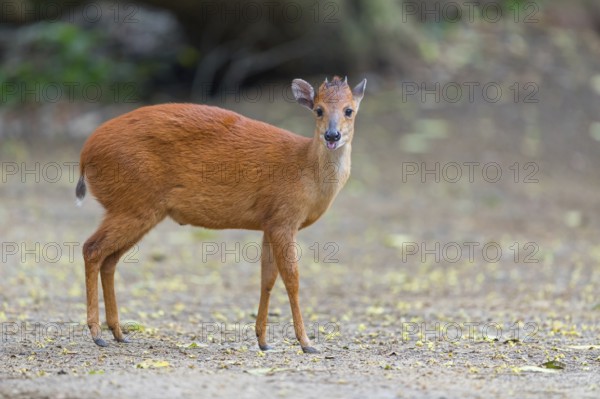Red forest duiker (Cephalophus natalensis) antelope, iSimangaliso Wetland Park, St. Lucia, KwaZulu-Natal, South Africa, Africa