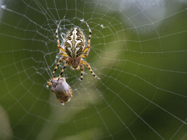 Aculepeira ceropegia, (Araneus ceropegia), macro photograph, spider, arachnid, Black Forest, Feldberg region, Baden-Württemberg, Germany, Europe