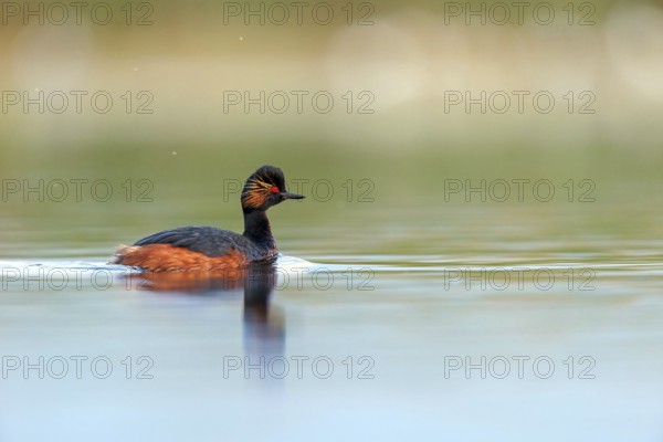 Black-necked grebe (Podiceps nigricollis), swimming in the water, Hides de El Taray / Floating Hid, Villafranca de los Caballeros, Castilla La Mancha / Toledo, Spain, Europe