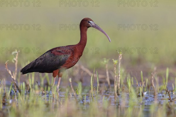 Glossy ibis (Plegadis falcinellus), Floating Hide fixed, Everglades NP, Florida, USA, North America