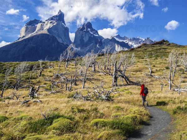 Hiker on small path to viewpoint Mirador Cuernos above lake Nordenskjöld, burned trees, Paine Horns in the background, Torres del Paine, Chile, South America