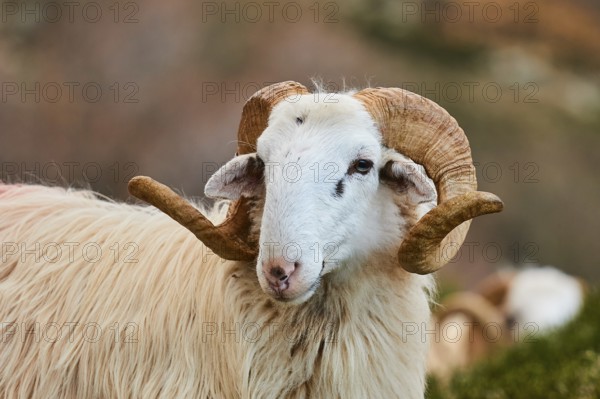 Aries looking concentrated into the camera, surrounded by nature, near the Kallikratis Gorge, Lefka Ori, White Mountains, mountain massif, West, Crete, Greece, Europe