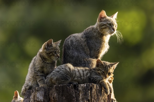 Mother cat and two kittens on a tree stump, looking around curiously, wildcat (Felis silvestris), kitten, Germany, Europe