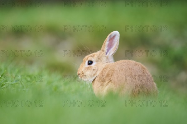 Domesticated rabbit (Oryctolagus cuniculus domesticus) on a meadow, Franconia, Bavaria, Germany, Europe