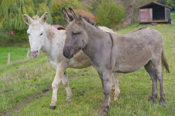 Two donkeys (Equus asinus asinus) or domestic donkeys, completely grey coloured variant with eel line and shoulder cross and rare, white animal, standing and walking on a dyke, green meadow with fence and trees and a mobile stable in the background, summer, early autumn, looking into the camera, Landkreis Heidekreis, Allertal, Niedersachsen, Germany, Landkreis Heidekreis, Allertal, Niedersachsen, Germany, Europe