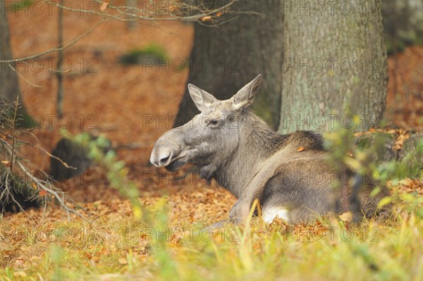Close-up of an Eurasian elk (Alces alces) or moose in autumn in the bavarian forest