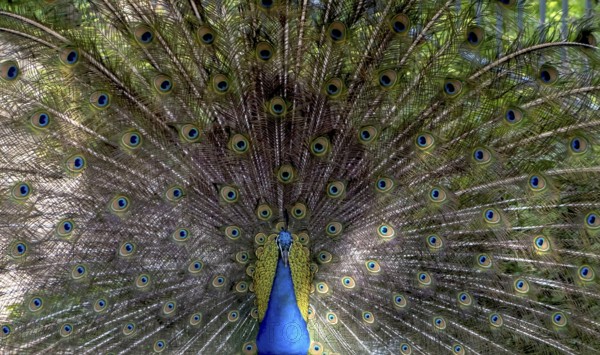 Indian peafowl (Pavo cristatus), Mount Filerimos, Rhodes, Dodecanese, Greek island, Greece, Europe