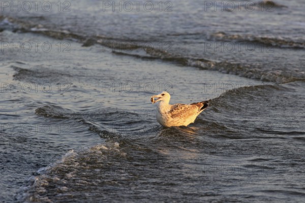 Seagull with shell in the morning light, September, Usedom, Baltic Sea beach, Mecklenburg-Western Pomerania, Germany, Europe