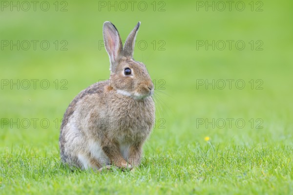 Wild rabbit (Oryctolagus cuniculus), in a meadow, adult, alert, wildlife, mammal, Baltic Sea coast, Fehmarn Island, East Holstein, Schleswig-Holstein, Germany, Europe