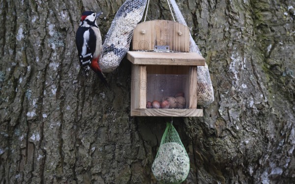 Great spotted woodpecker (Dendrocopos major) eats bird food