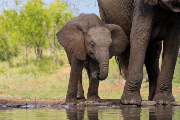 African elephant (Loxodonta africana), young animal, mother, young animal with mother, at the water, drinking, Kruger National Park, Kruger National Park, South Africa, Africa
