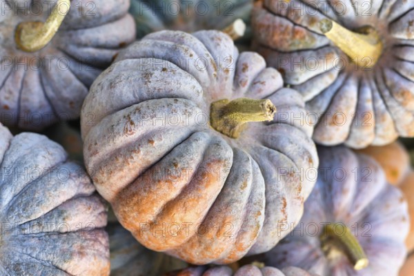 Close up of orange and gray dewy muscade pumpkin, a 'Muscade de Provence' hybrid, in pile