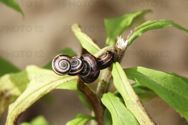 Small snails in a garden, July, Germany, Europe