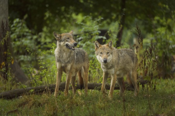 Wolf (Canis lupus), two wolves standing in a lush forest setting, summer, Germany, Europe