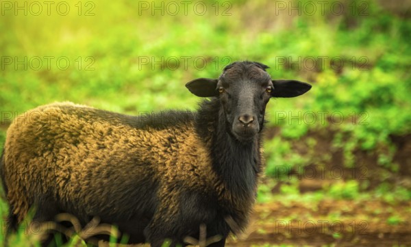 Photo of a sheep eating grass, Portrait of a sheep in the field, close up of a couple of sheep in the field