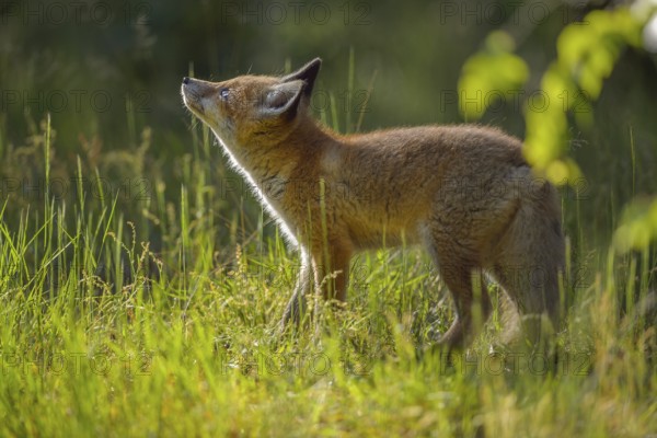 Red fox (Vulpes vulpes), young fox standing in a meadow and looking curiously, summer, Hesse, Germany, Europe