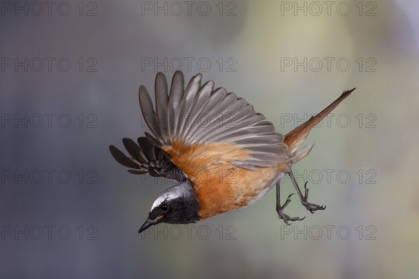 Common redstart (Phoenicurus phoenicurus), male in flight, North Rhine-Westphalia, Germany, Europe