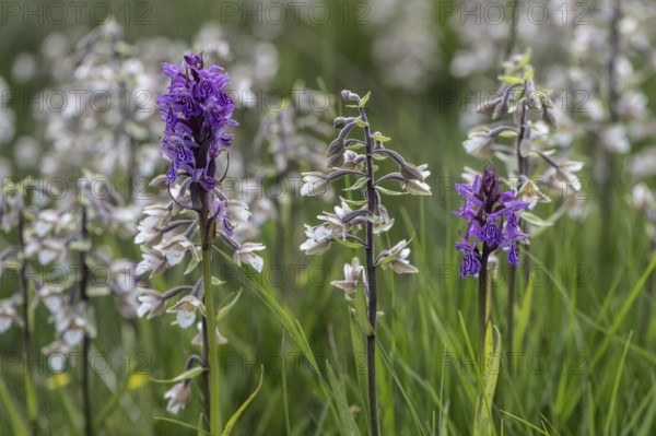 Marsh helleborine (Epipactis palustris) and Southern marsh orchid (Dactylorhiza praetermissa) mass population, Emsland, Lower Saxony, Germany, Europe