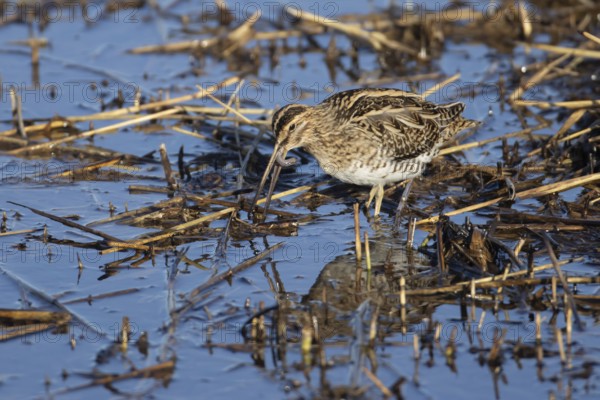 Common snipe (Gallinago gallinago) adult bird feeding on a worm in a shallow reed bed, Norfolk, England, United Kingdom, Europe