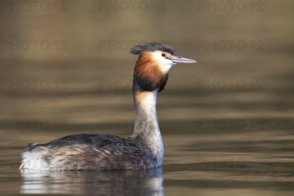 Great crested grebe (Podiceps cristatus) adult bird on a river, Norfolk, England, United Kingdom, Europe
