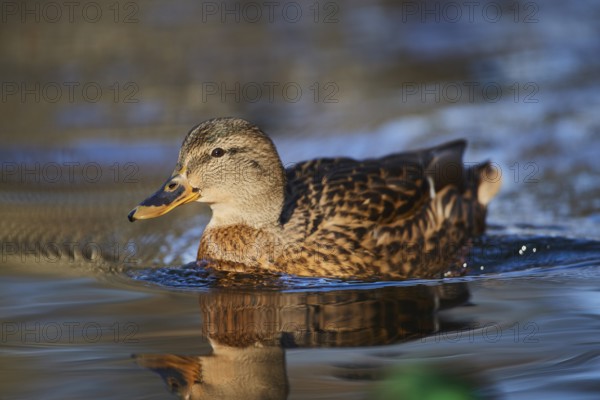 Mallard (Anas platyrhynchos) on a lake, Bavaria, Germany, Europe