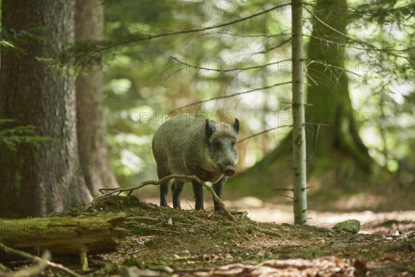 Wild boar (Sus scrofa) in a forest in summer, Bavarian Forest National Park, Bavaria, Germany, Europe
