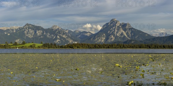 Lake Hopfensee, lakeshore with numerous water lilies, behind it the Tegelberg and the Säuling, Ammergau Alps, near Füssen, Ostallgäu, Allgäu, Upper Swabia, Swabia, Bavaria, Germany, Europe