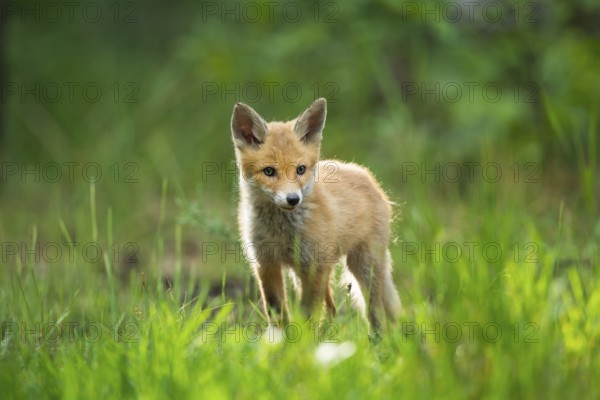 Red fox (Vulpes vulpes), young fox standing in the green forest, surrounded by grass and trees and looking curiously, summer, Hesse, Germany, Europe