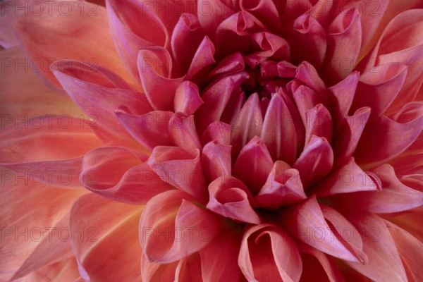 Dahlia (Dahlia Spec), flower