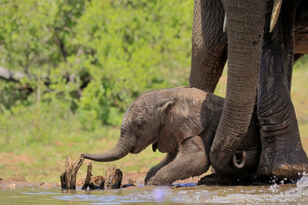 African elephant (Loxodonta africana), young animal, calf, baby elephant, mother, young animal with mother, at the water, Kruger National Park, Kruger National Park, South Africa, Africa
