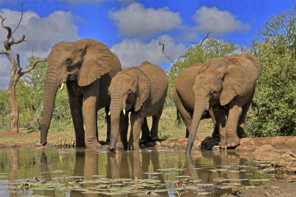 African elephant (Loxodonta africana), adult, juvenile, group with juveniles, at the water, drinking, group, Kruger National Park, Kruger National Park, South Africa, Africa
