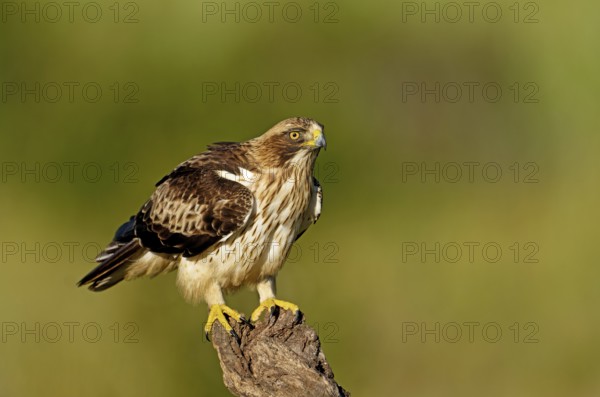 A powerful bird of prey with yellow talons sits on a branch and observes its surroundings