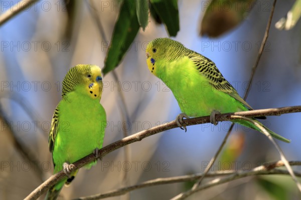 Budgerigar (Melopsittacus undulatus), adult, pair, Alice Springs, Northern Territory, Australia, Oceania