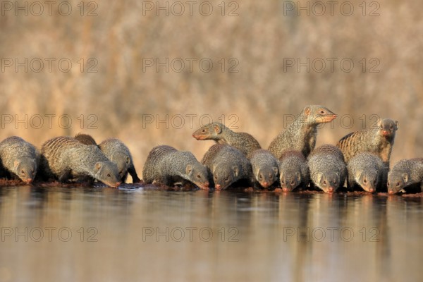 Zebra mongoose (Mungos mungo), adult, group, at the water, drinking, Kruger National Park, Kruger National Park, Kruger National Park South Africa