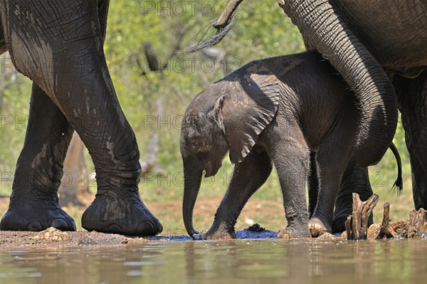 African elephant (Loxodonta africana), young animal, with mother, baby elephant, calf, at the water, drinking, social behaviour, Kruger National Park, Kruger National Park, South Africa, Africa