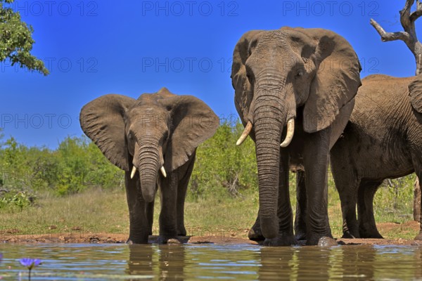 African elephant (Loxodonta africana), adult, female, mother, half-grown young, mother with half-grown young, at the water, drinking, Kruger National Park, Kruger National Park, South Africa, Africa
