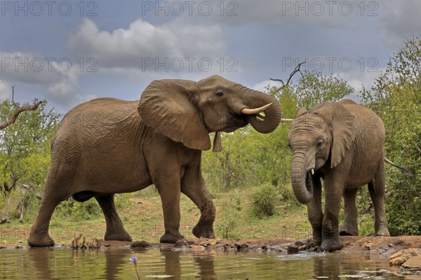 African elephant (Loxodonta africana), adult, bull, male, young, bull with young, at the water, drinking, Kruger National Park, Kruger National Park, South Africa, Africa