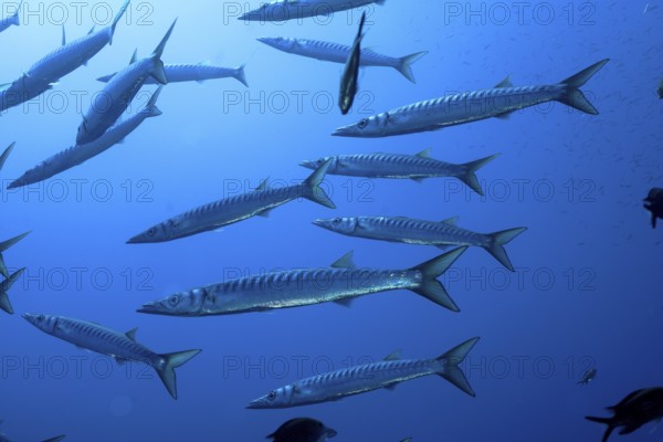 Several barracudas (Sphyraena sphyraena) swim in the blue ocean. Dive site Giens Peninsula, Provence Alpes Côte d'Azur, France, Europe